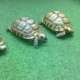 tortues de terre couple